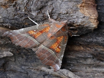 Herald moth